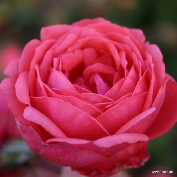 GARTENPRINZESSIN MARIE-JOSÈ®